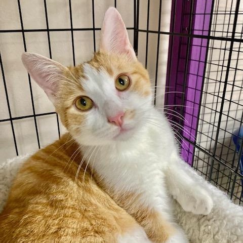 Enlarge Harris, an adopted Domestic Short Hair in Collierville, TN image 1/6