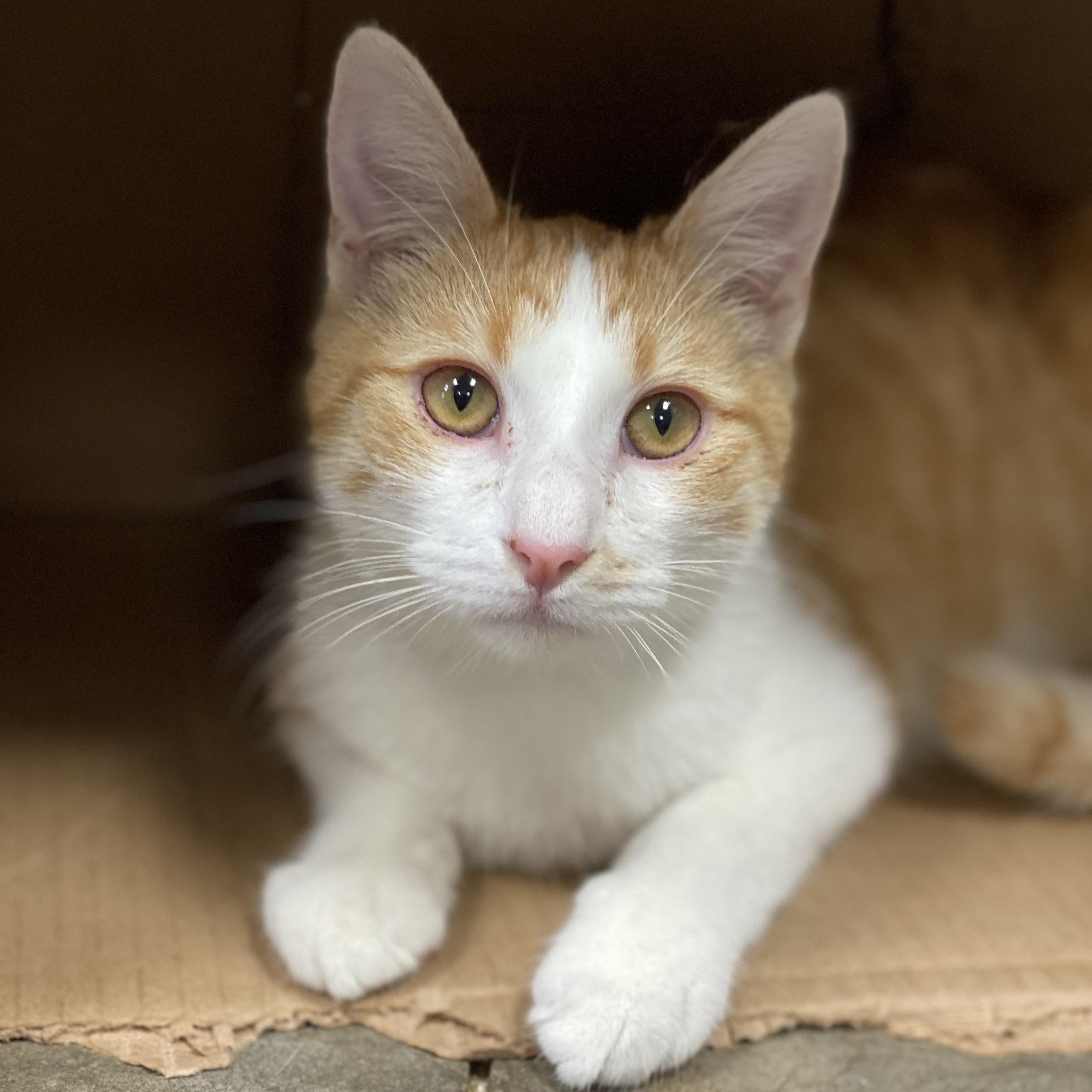 Harris, a Adoptable Domestic Short Hair in Collierville, TN image 1/5