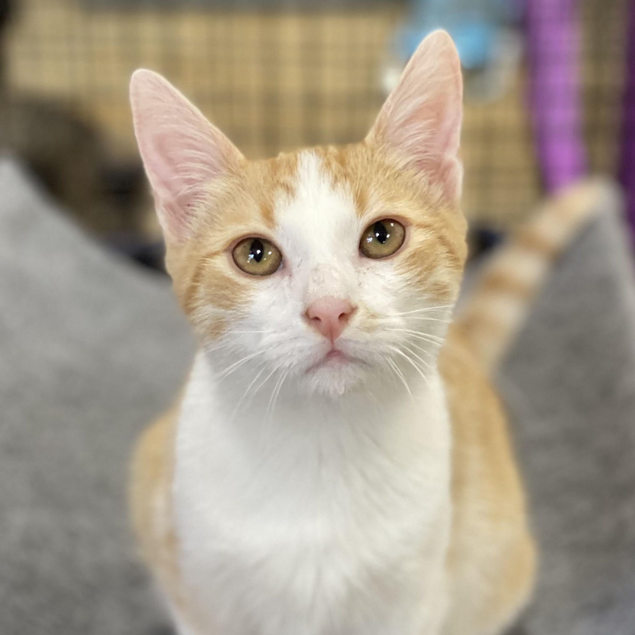 Harris, a Adoptable Domestic Short Hair in Collierville, TN image 2/5