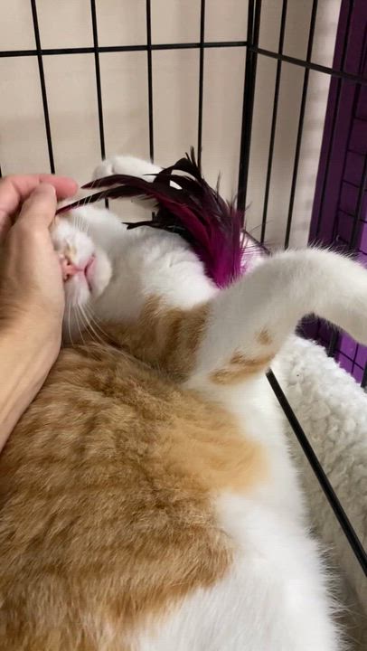 Enlarge Harris, an adopted Domestic Short Hair in Collierville, TN video 3/6