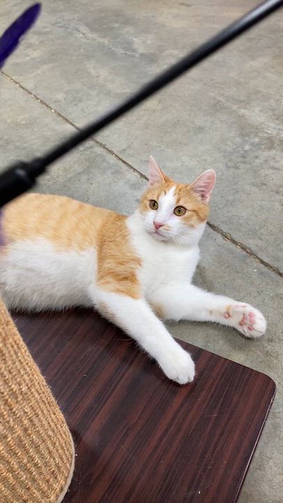 Enlarge Harris, an adopted Domestic Short Hair in Collierville, TN video 4/6