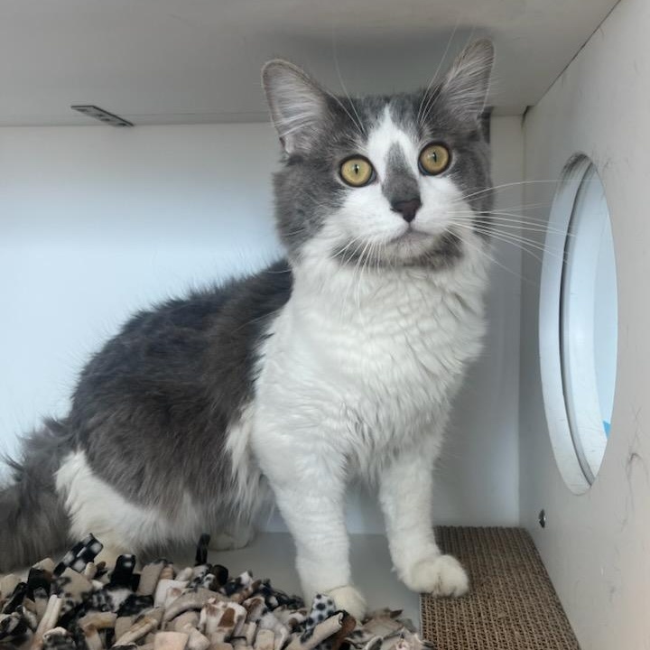 Nimo Jr (ID 50427/626), ADOPTABLE, Young Male Domestic Medium Hair.