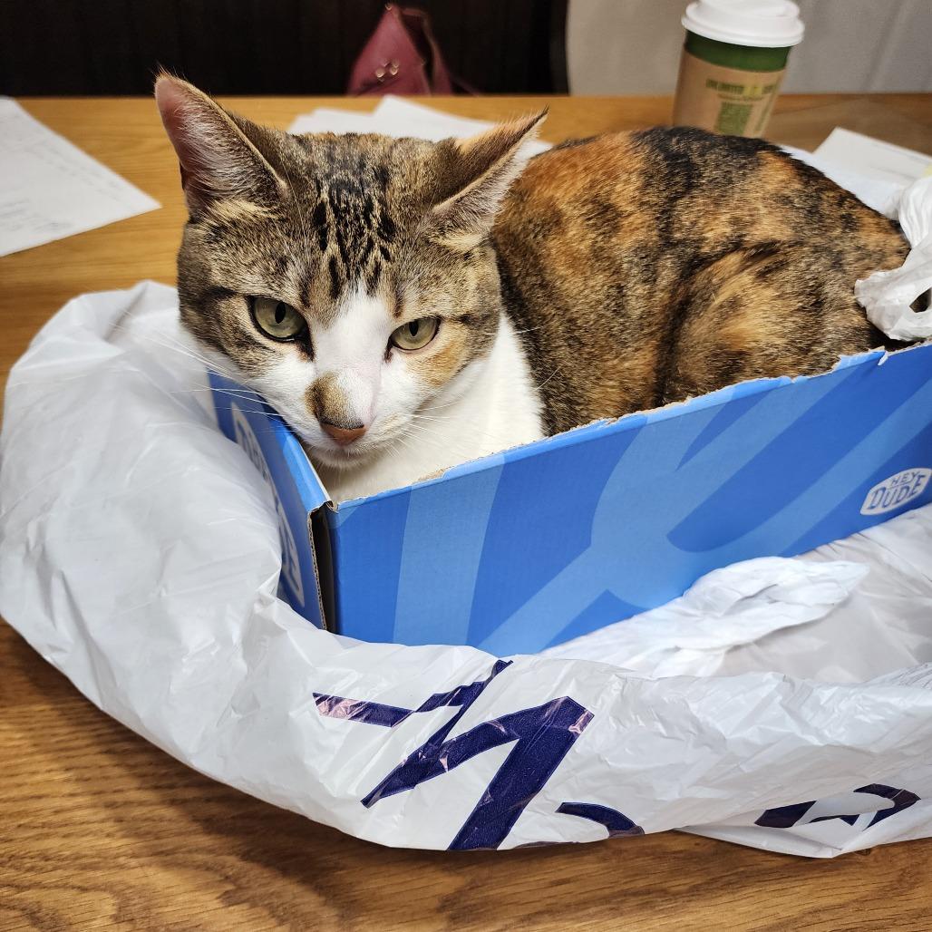 Nabi-C, Adoptable, Adult Female Domestic Short Hair.