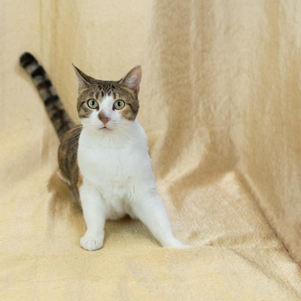 Nabi-C, a Adoptable Domestic Short Hair in East Saint Louis, IL image 2/6
