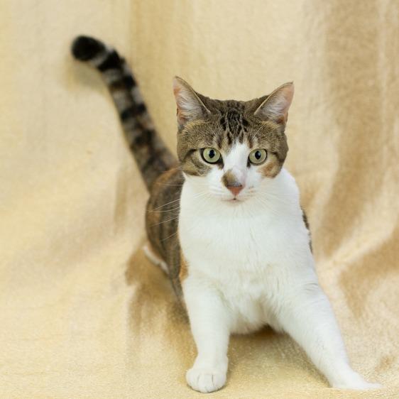 Nabi-C, a Adoptable Domestic Short Hair in East Saint Louis, IL image 6/6
