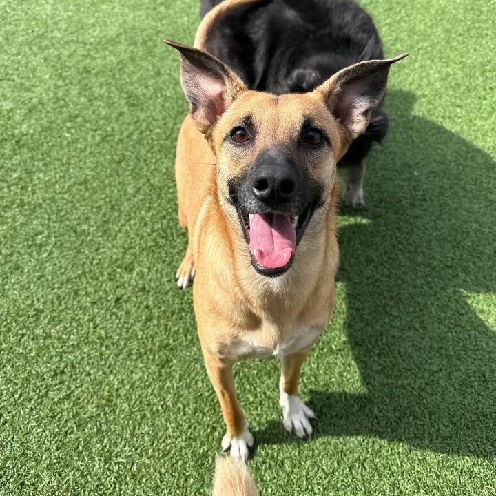 Piper
