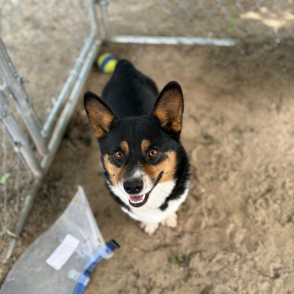Enlarge Rooster, a Adoptable Cardigan Welsh Corgi in Stephenville, TX image 1/2