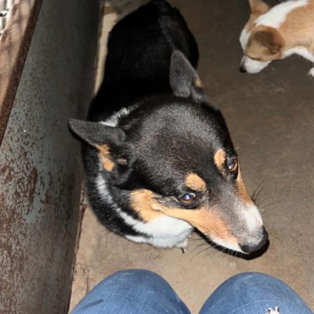 Enlarge Rooster, a Adoptable Cardigan Welsh Corgi in Stephenville, TX image 2/2