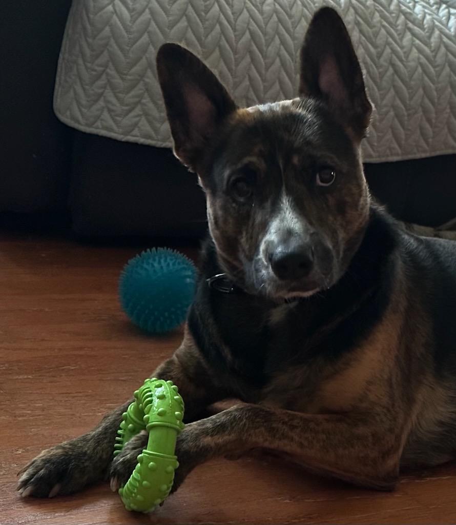 Willie Joe (Courtesy Post), ADOPTABLE, Adult Male Mixed Breed.