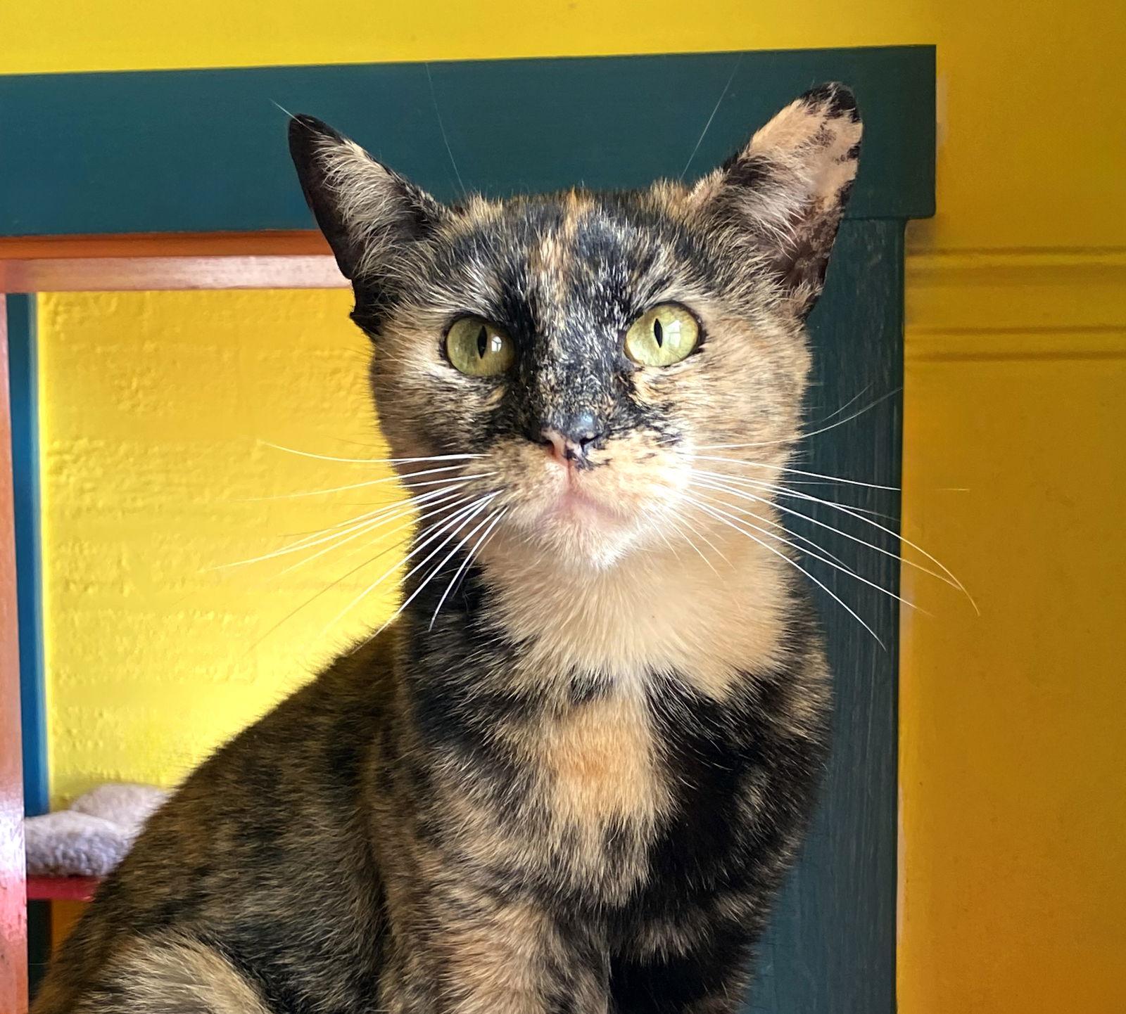 Hazel, Adoptable, Young Female Tortoiseshell.