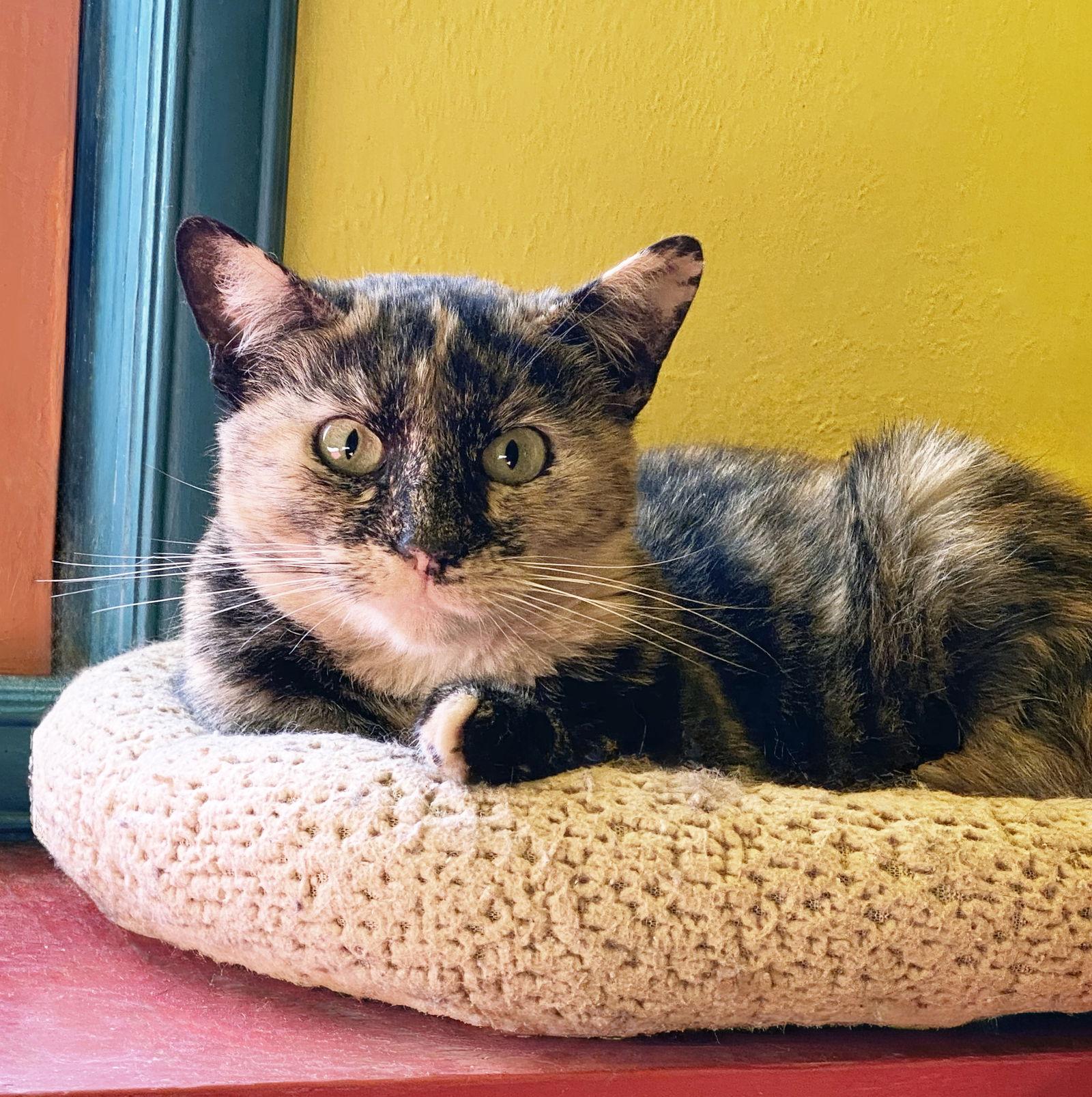 Enlarge Hazel, a Adoptable Tortoiseshell in Alameda, CA image 2/3