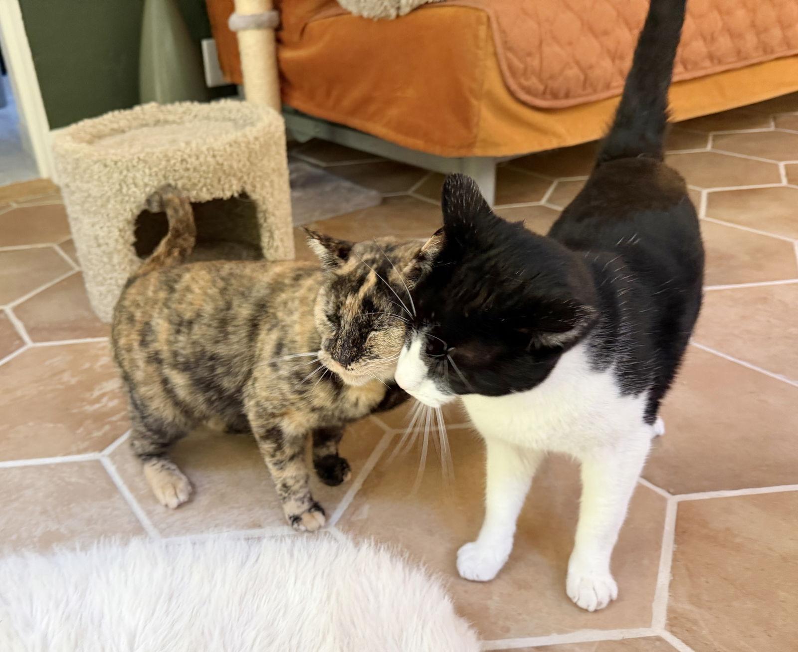 Hazel, Adoptable, Young Female Tortoiseshell.