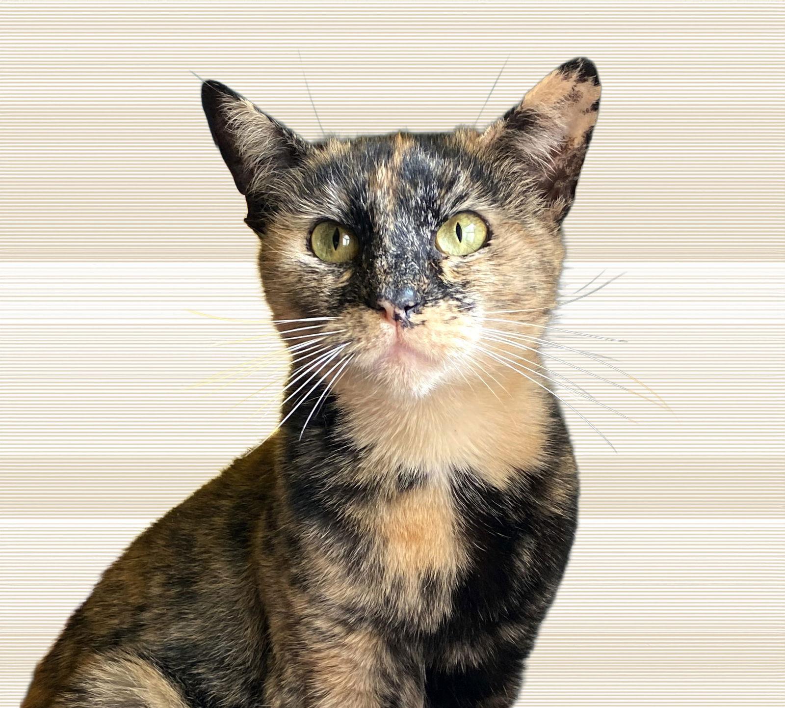 Hazel, Adoptable, Young Female Tortoiseshell.