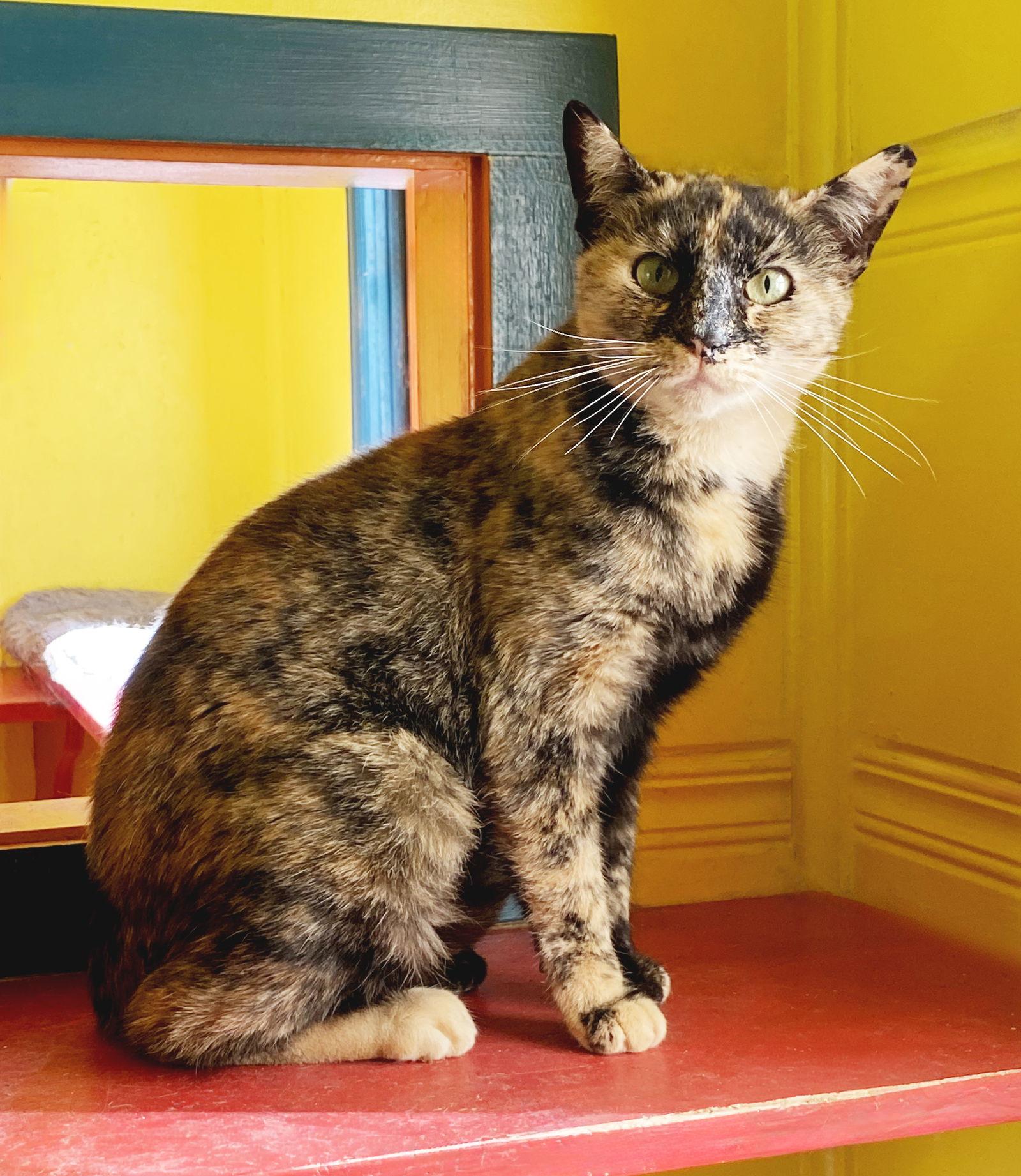 Enlarge Hazel, a Adoptable Tortoiseshell in Alameda, CA image 3/3