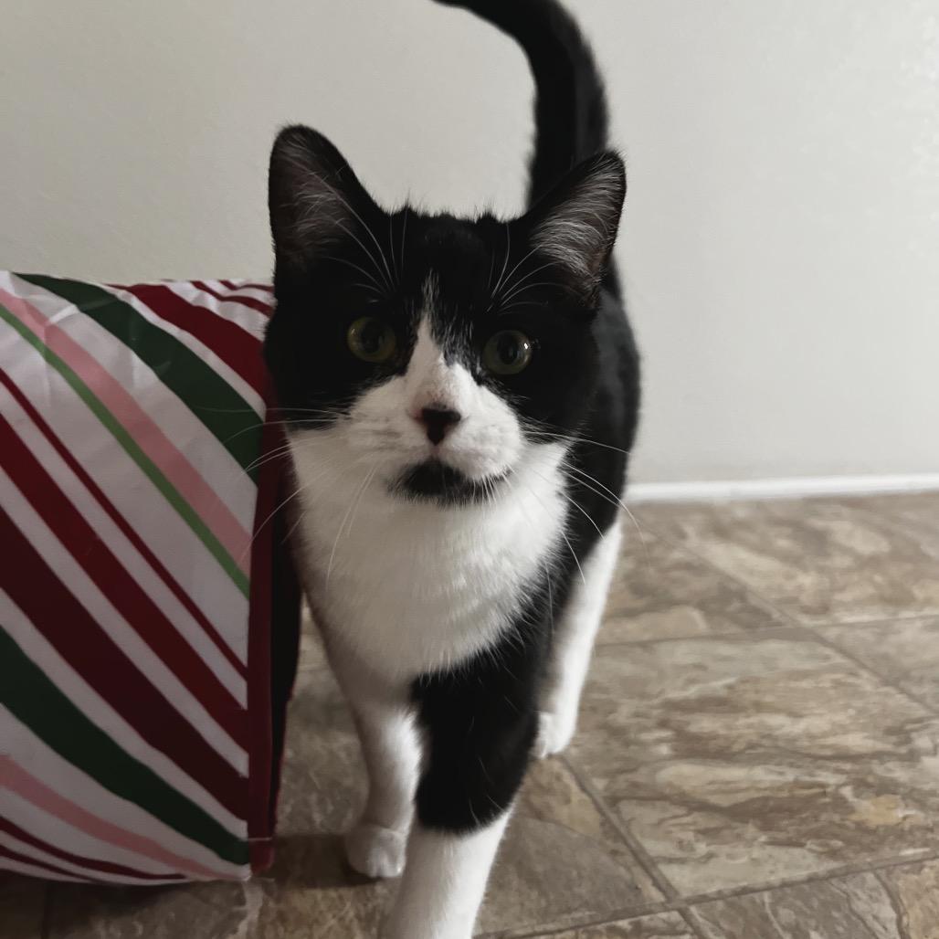 Enlarge Paige, a Adoptable Domestic Short Hair in Harrisville, WV image 1/3