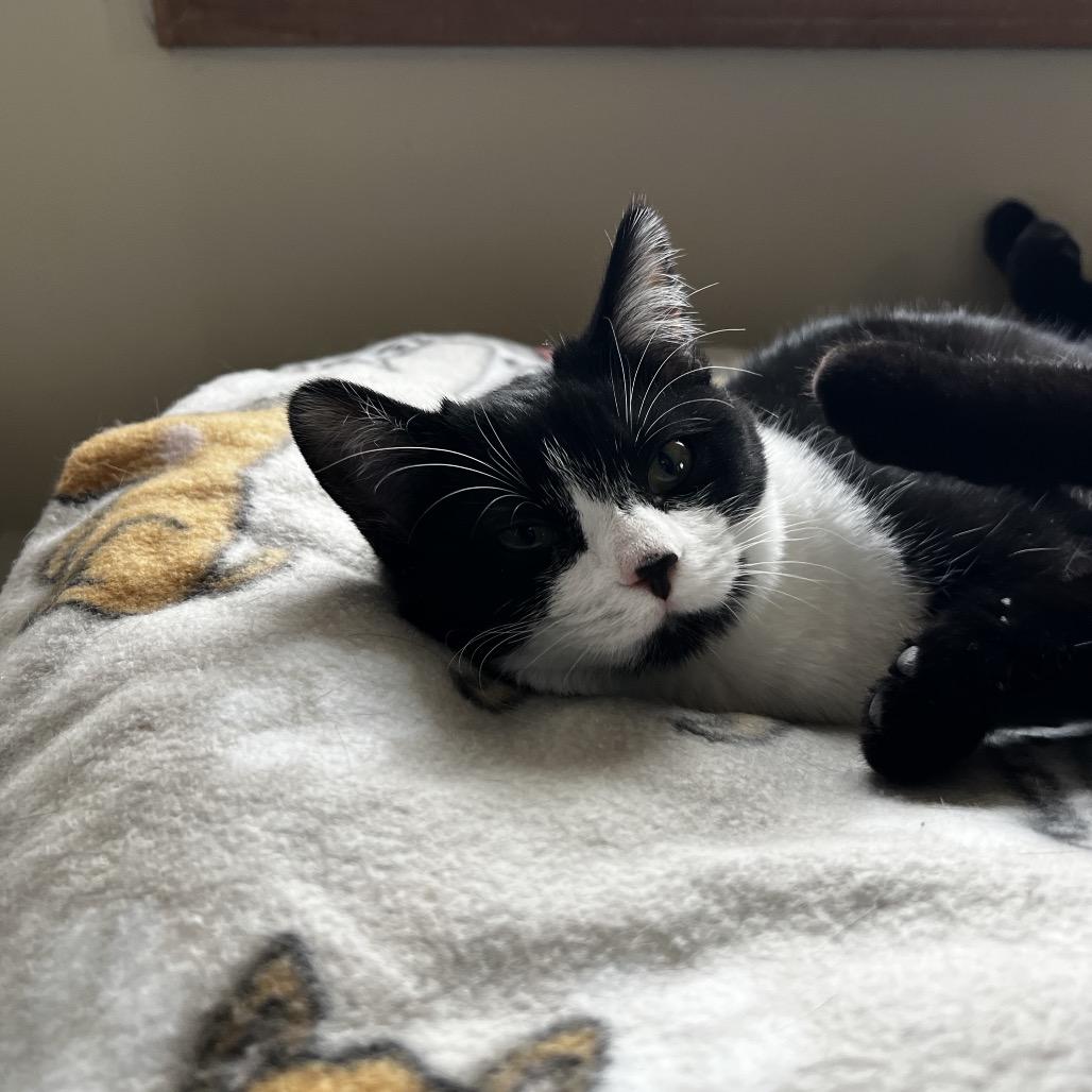 Enlarge Paige, a Adoptable Domestic Short Hair in Harrisville, WV image 2/3