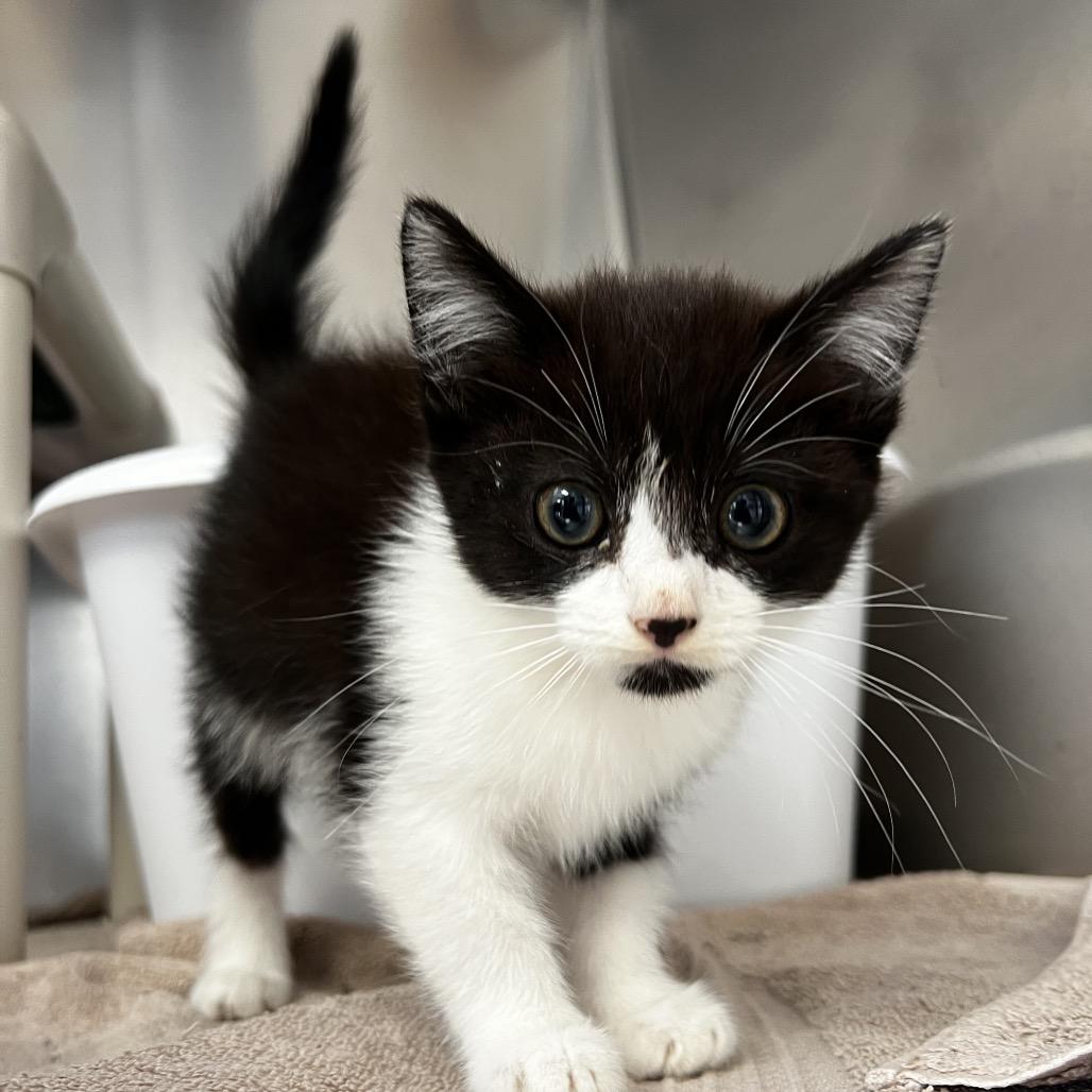 Enlarge Paige, a Adoptable Domestic Short Hair in Harrisville, WV image 3/3