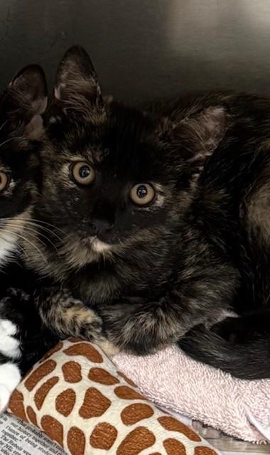 Enlarge Utsiri, a ADOPTABLE Domestic Short Hair in Baton Rouge, LA image 1/1