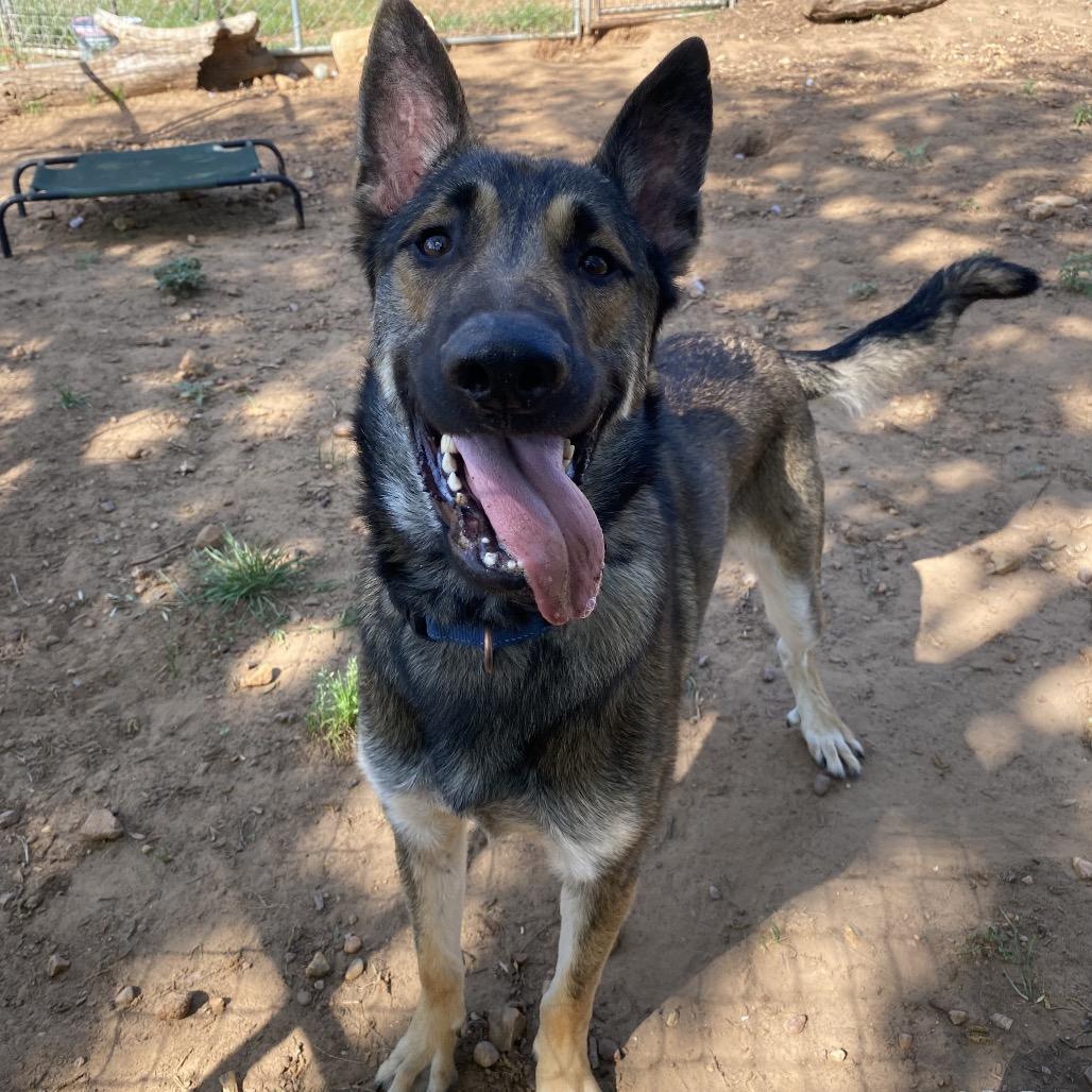 Enlarge Stark, a Adoptable mixed breed in Cedar Creek, TX image 2/4
