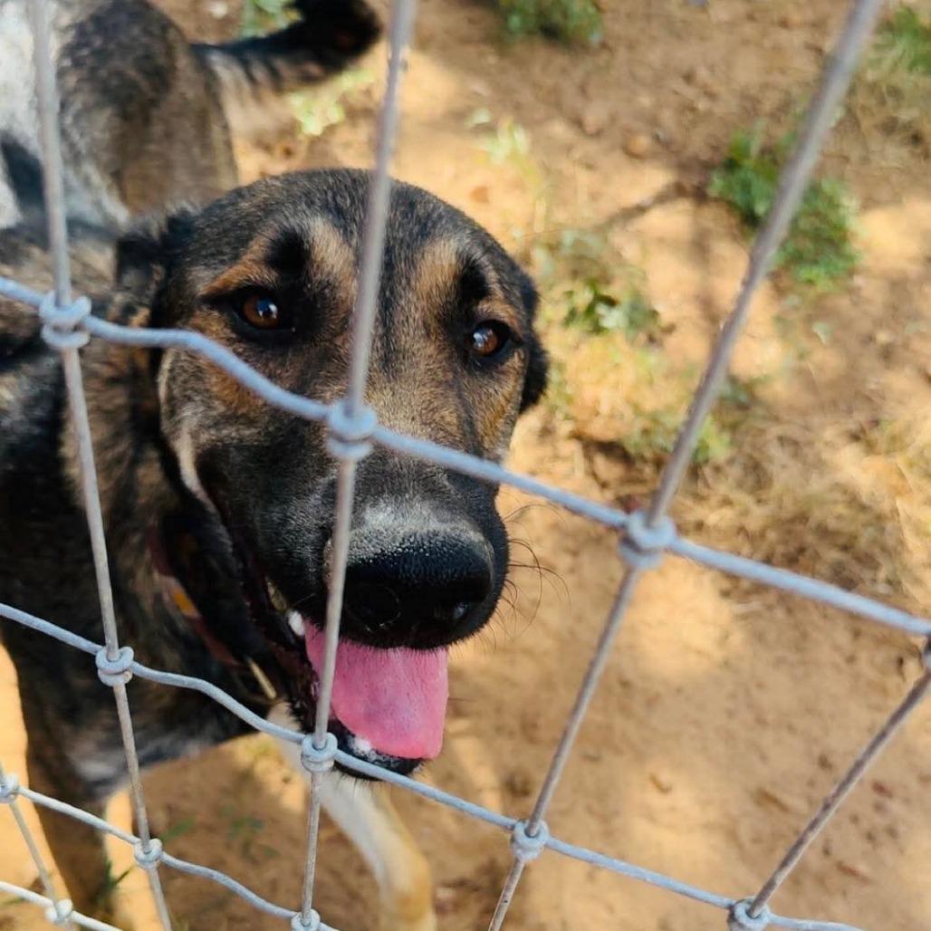 Enlarge Stark, a Adoptable mixed breed in Cedar Creek, TX image 3/4