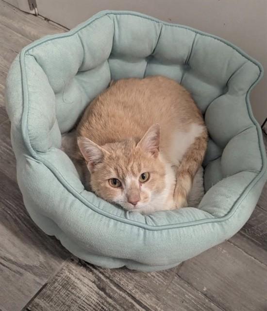 CHESTER, Adoptable, Young Male Domestic Short Hair.