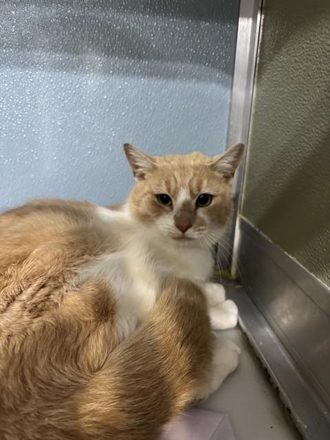 Enlarge CHESTER, a Adoptable Domestic Short Hair in Westminster, MD image 1/2