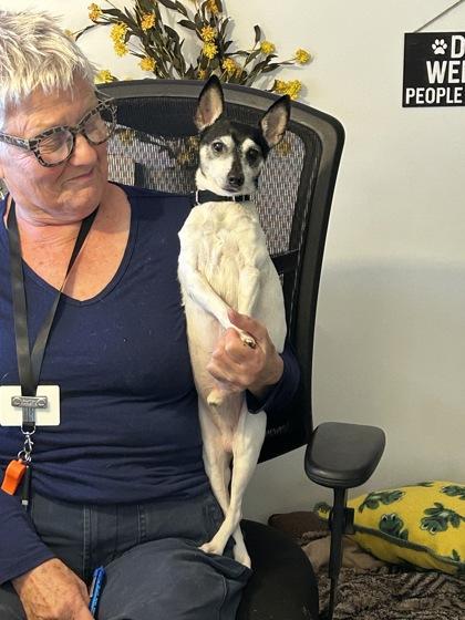Enlarge Spanky, a ADOPTABLE mixed breed in Belleville, MI image 2/2