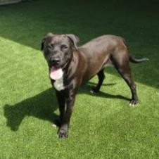 Martin 5960, an adoptable Black Labrador Retriever in Shorter, AL, 36075 | Photo Image 1