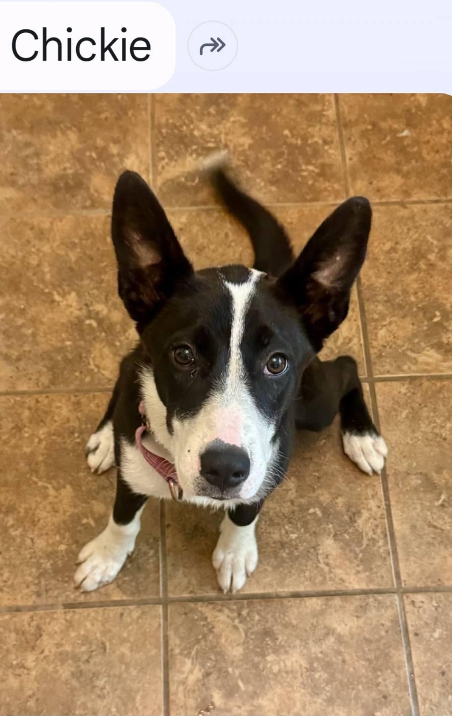 Chickie, an adopted mixed breed in Plainfield, NH image 3/3