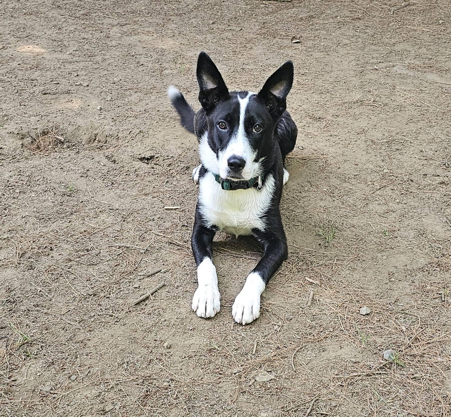 Chickie, an adopted mixed breed in Plainfield, NH image 2/3