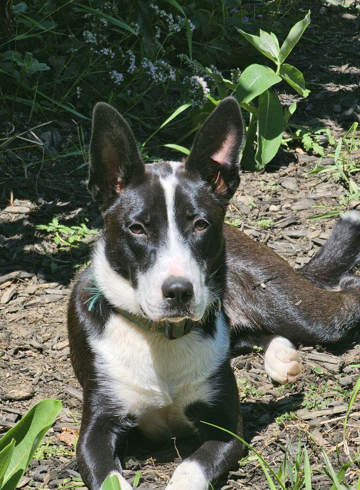 Chickie, an adopted mixed breed in Plainfield, NH image 1/3