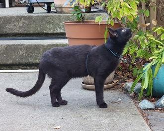 Enlarge Theo (GA), a Adoptable Domestic Short Hair in Fremont, CA image 1/1