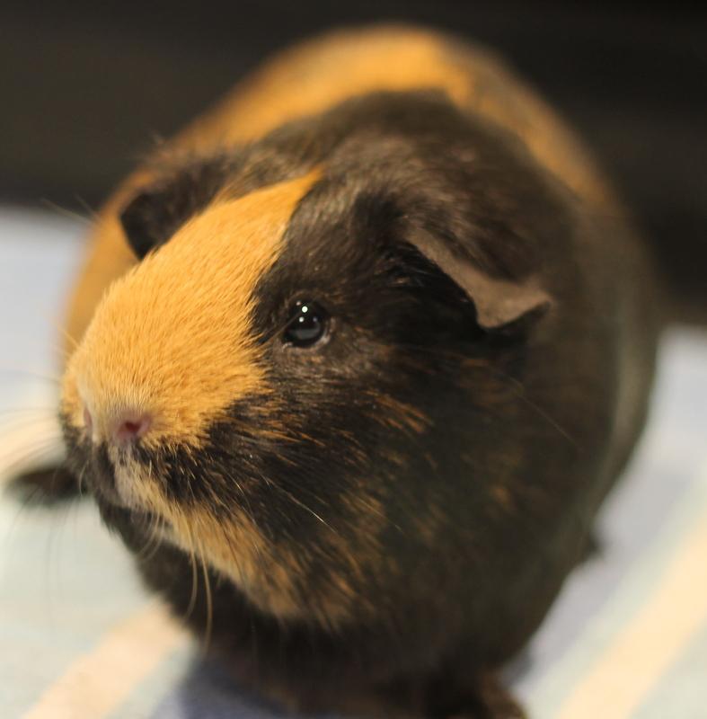 Enlarge Gennie, a ADOPTABLE Guinea Pig in Budd Lake, NJ image 4/6