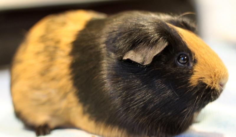 Enlarge Gennie, a ADOPTABLE Guinea Pig in Budd Lake, NJ image 5/6