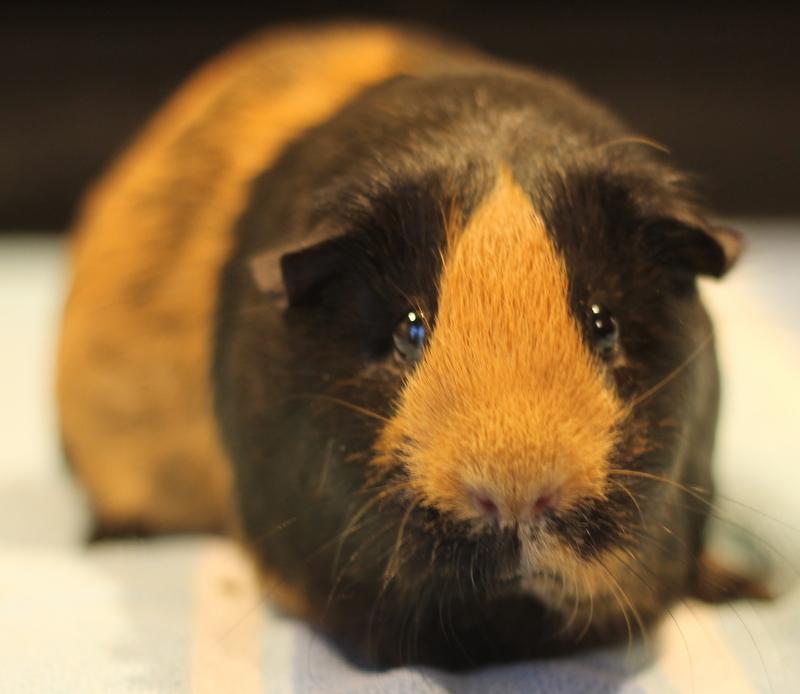 Gennie, ADOPTABLE, Adult Female Guinea Pig.