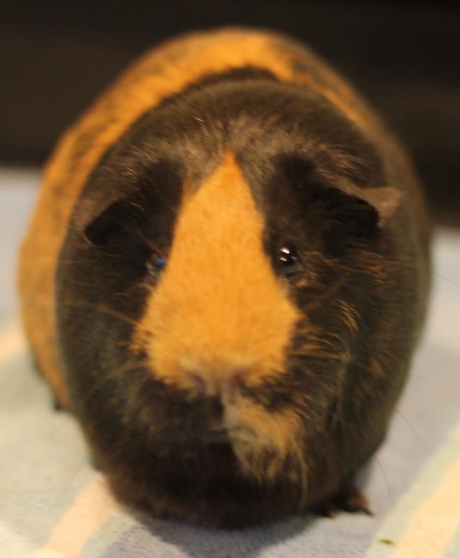 Enlarge Gennie, a ADOPTABLE Guinea Pig in Budd Lake, NJ image 2/6