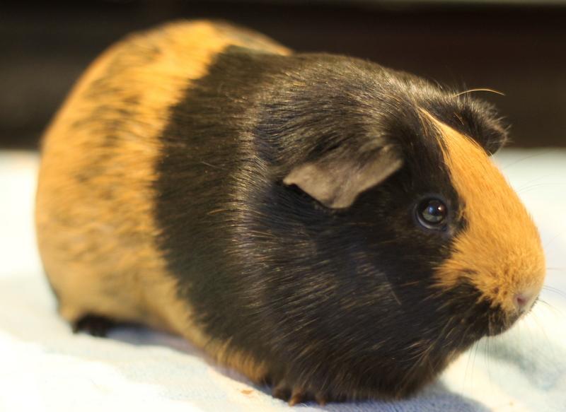 Enlarge Gennie, a ADOPTABLE Guinea Pig in Budd Lake, NJ image 6/6