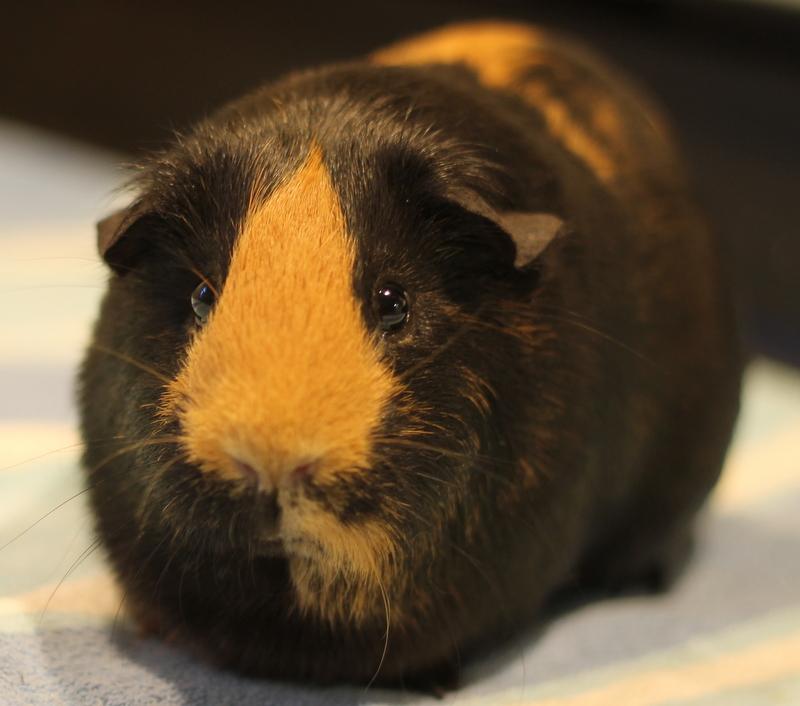 Enlarge Gennie, a ADOPTABLE Guinea Pig in Budd Lake, NJ image 3/6