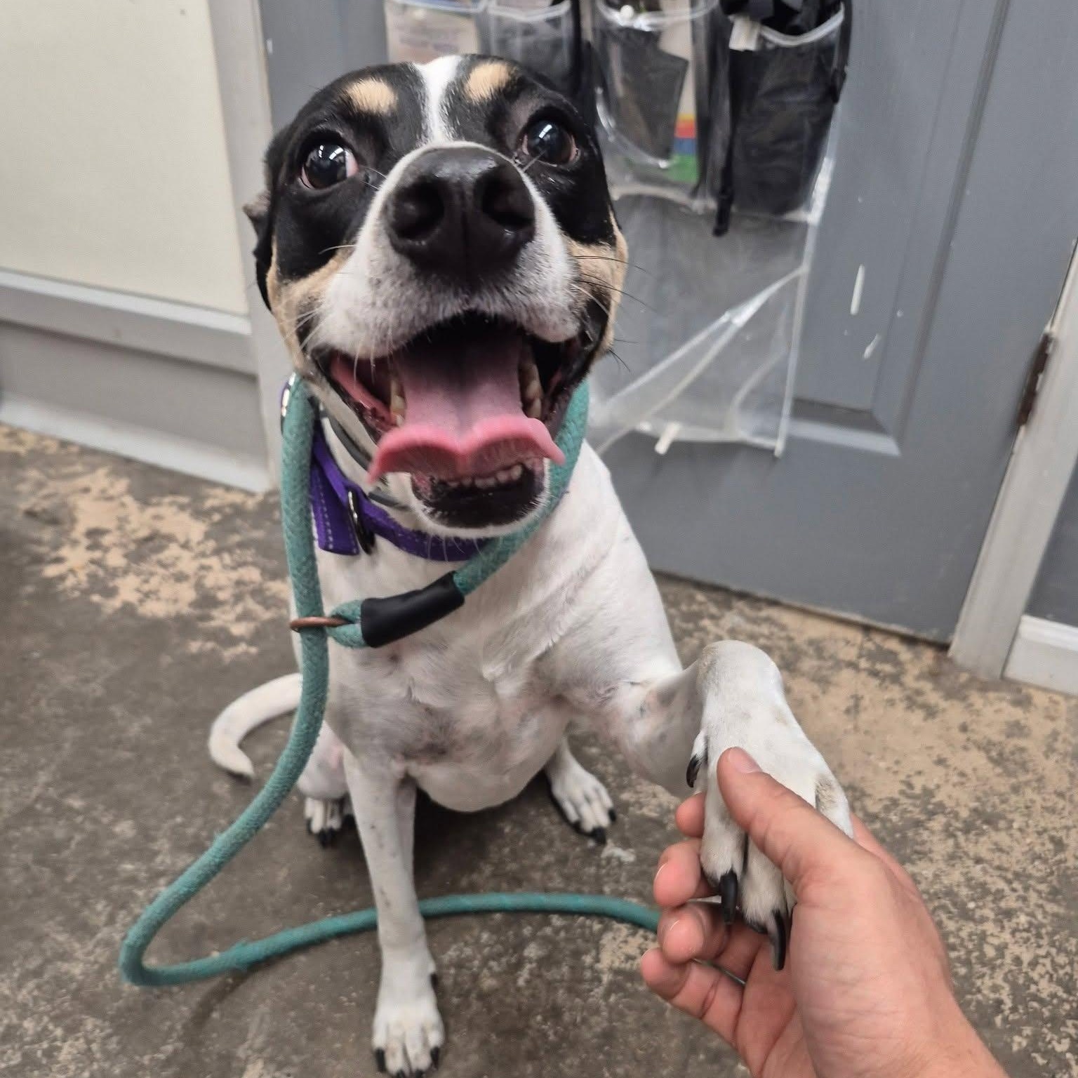 Enlarge Riley, a Adoptable Mixed Breed in Saint Marys, PA image 1/2