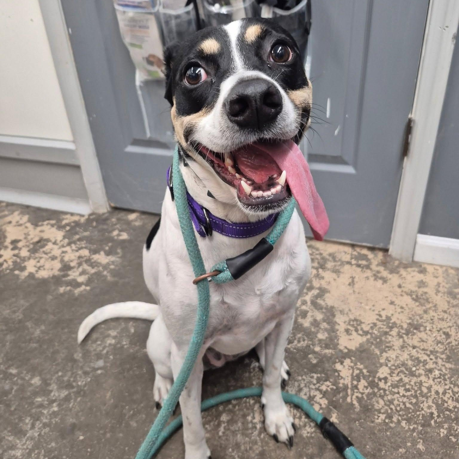 Enlarge Riley, a Adoptable Mixed Breed in Saint Marys, PA image 2/2
