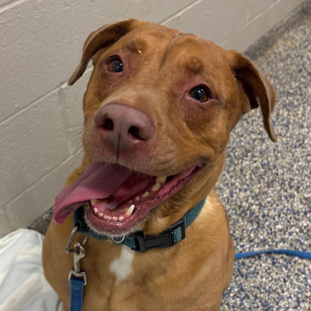 Maggie, Adoptable, Senior Female Mixed Breed.