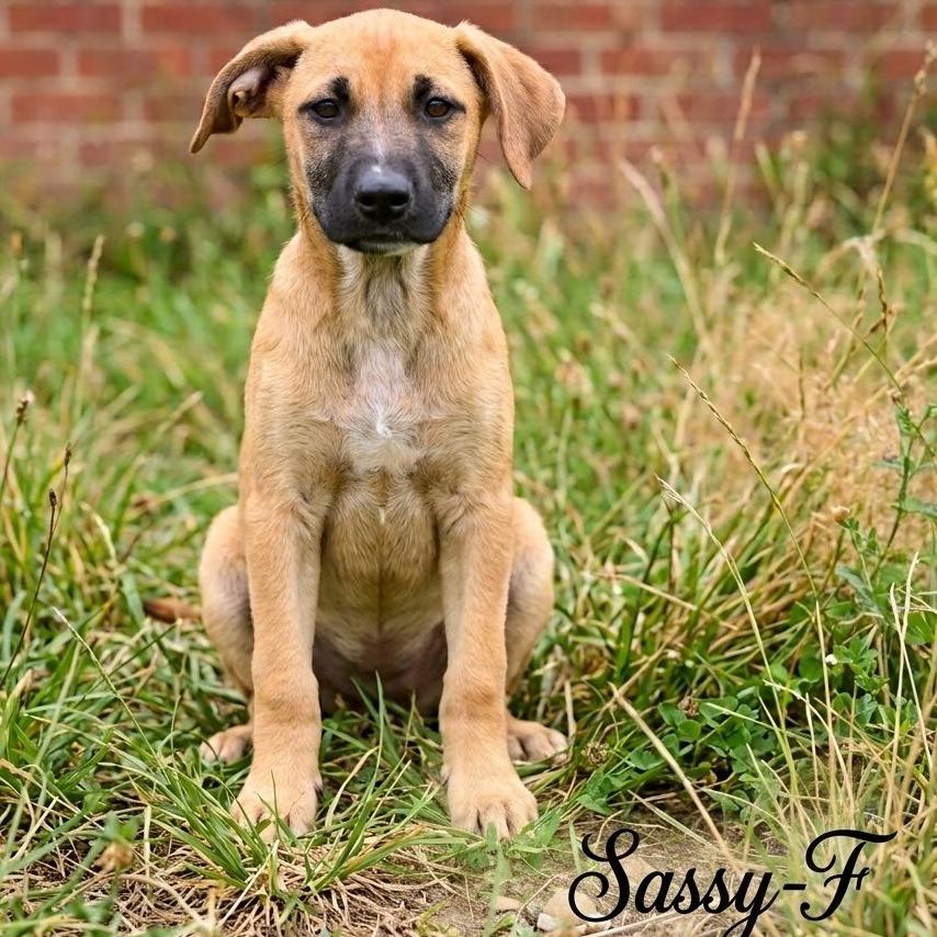 Sassy, Adoptable, Puppy Female Mixed Breed.