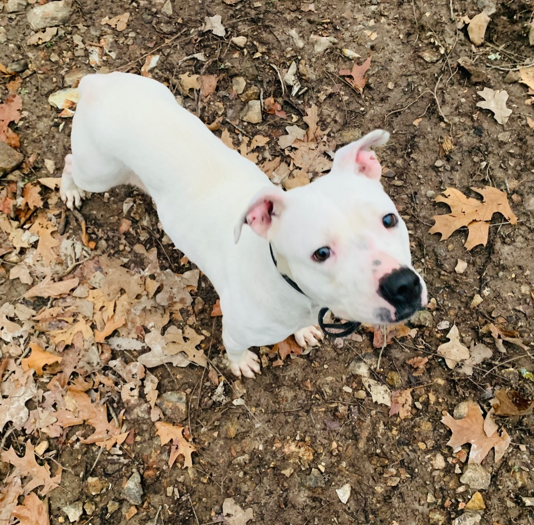 Susie, a Adoptable mixed breed in Rogers, AR image 2/2