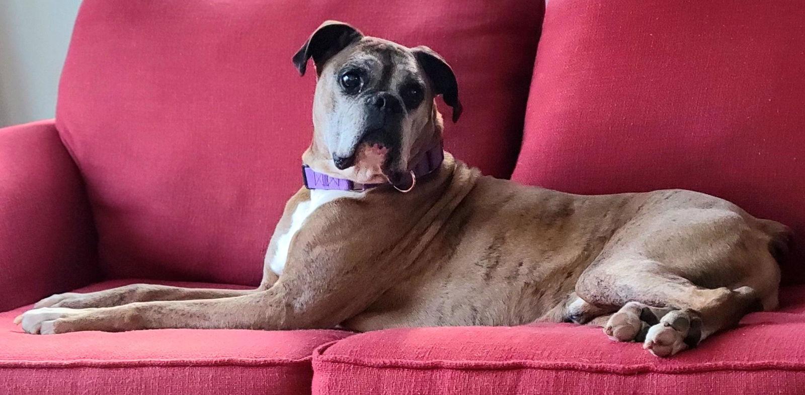 Enlarge Kane, a Adopted Boxer in Owatonna, MN image 1/3