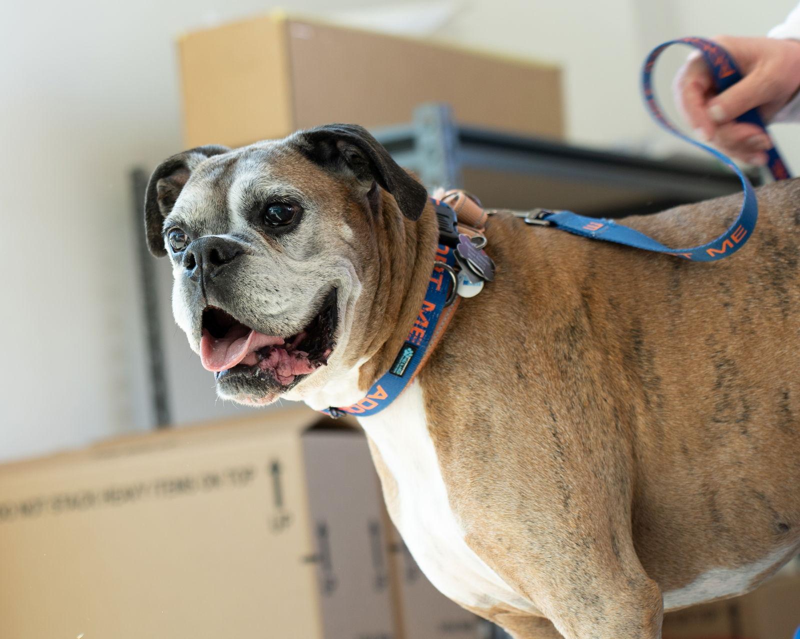 Enlarge Kane, a Adopted Boxer in Owatonna, MN image 3/3