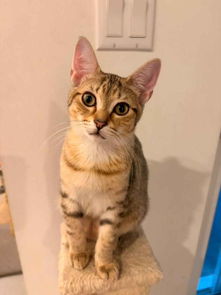 Poppy, Adoptable, Kitten Female Domestic Short Hair.