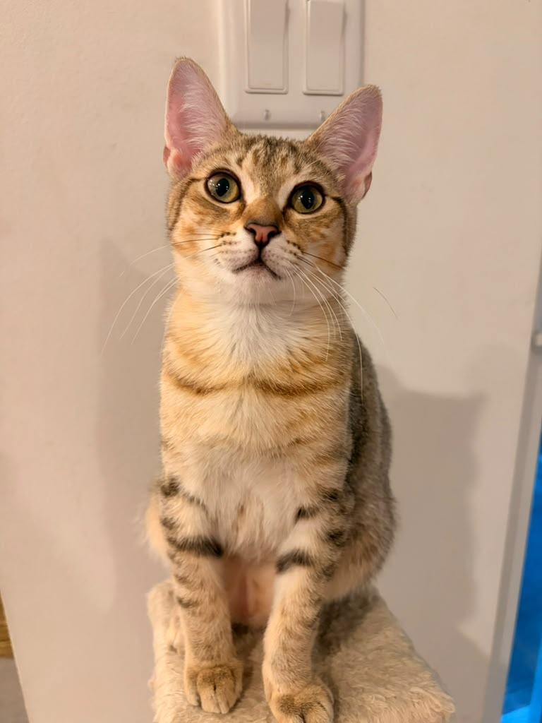 Enlarge Poppy, a Adoptable Domestic Short Hair in Kissimmee, FL image 3/4