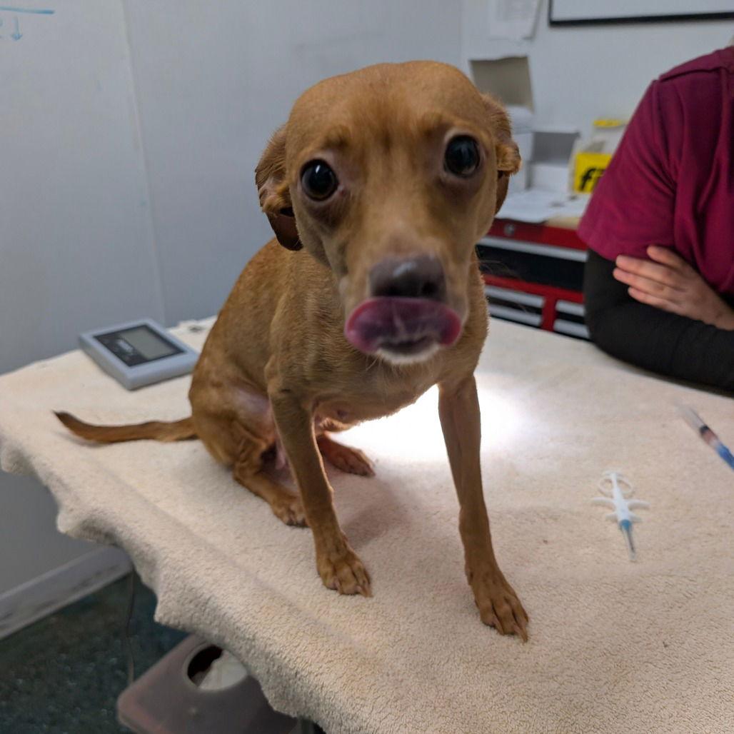 Enlarge CHICA, a Adopted Chihuahua in Chico, CA image 1/1