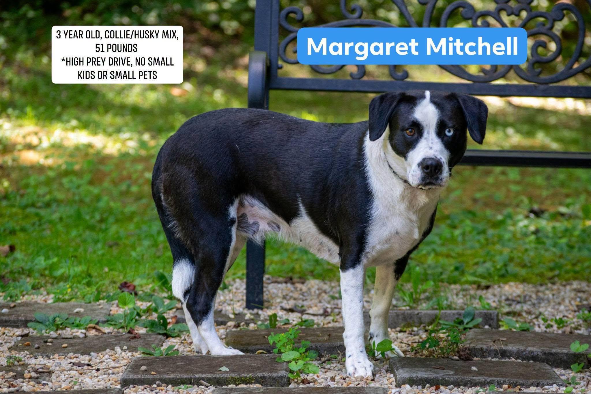 Enlarge Margaret Mitchell, a ADOPTABLE mixed breed in Sevierville, TN image 1/4