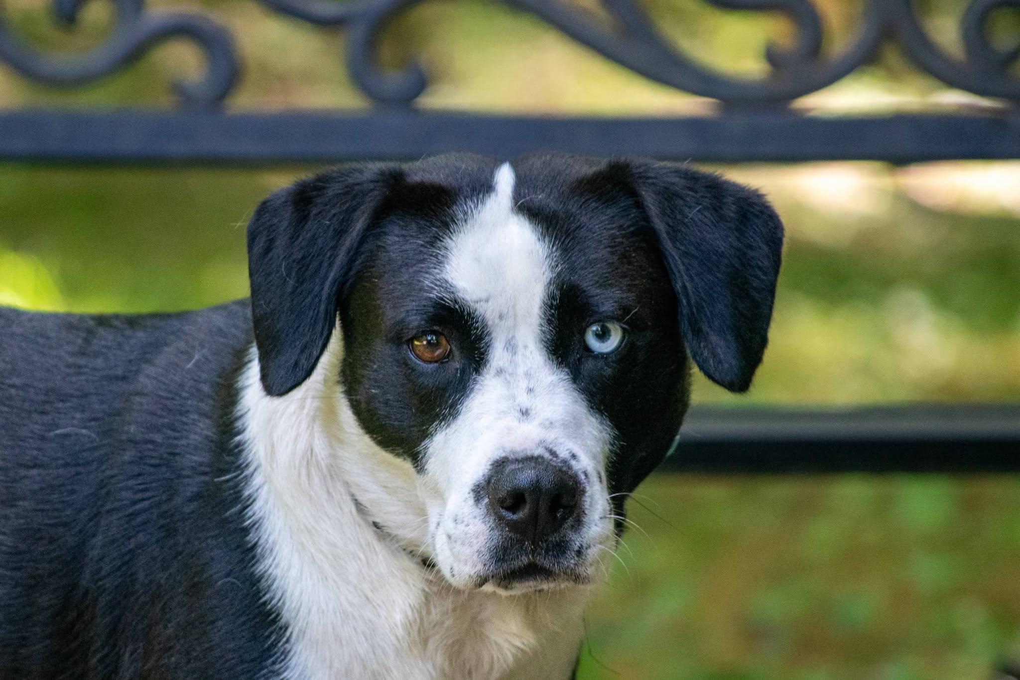Enlarge Margaret Mitchell, a ADOPTABLE mixed breed in Sevierville, TN image 2/4